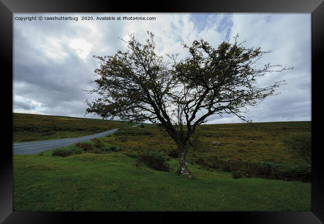 Single Tree On Dartmoor Framed Print by rawshutterbug 