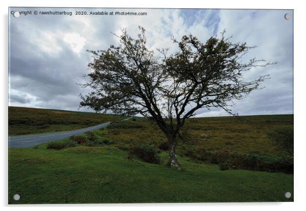 Single Tree On Dartmoor Acrylic by rawshutterbug 