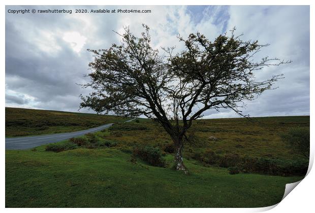 Single Tree On Dartmoor Print by rawshutterbug 