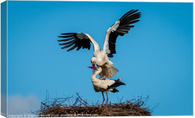 Who delivers their babies ? White Stork Canvas Print by Stephen Rennie