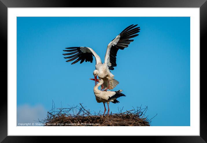 Who delivers their babies ? White Stork Framed Mounted Print by Stephen Rennie