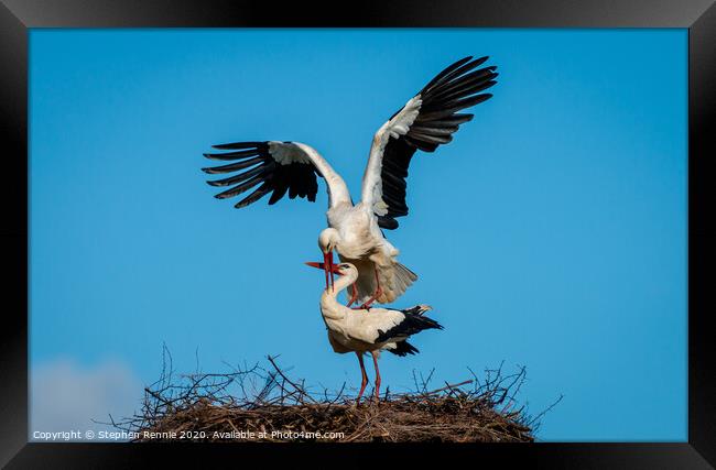 Who delivers their babies ? White Stork Framed Print by Stephen Rennie