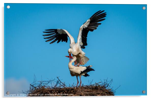 Who delivers their babies ? White Stork Acrylic by Stephen Rennie