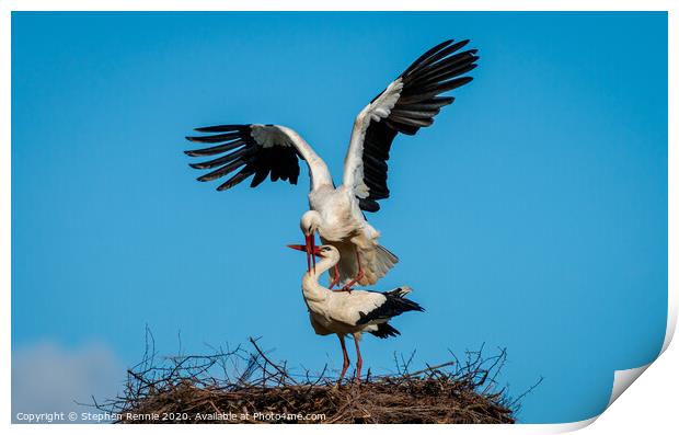 Who delivers their babies ? White Stork Print by Stephen Rennie