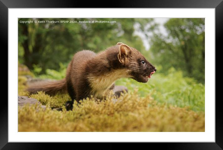 Pine Marten Framed Mounted Print by Keith Thorburn EFIAP/b