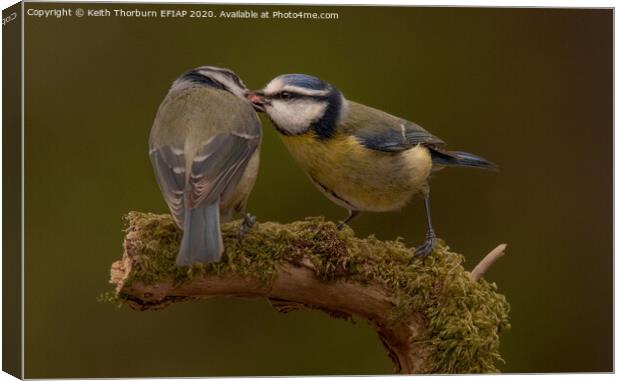 Blue Tits sharing lunch Canvas Print by Keith Thorburn EFIAP/b
