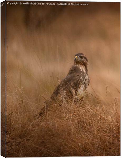 Buzzard in the Grass Canvas Print by Keith Thorburn EFIAP/b