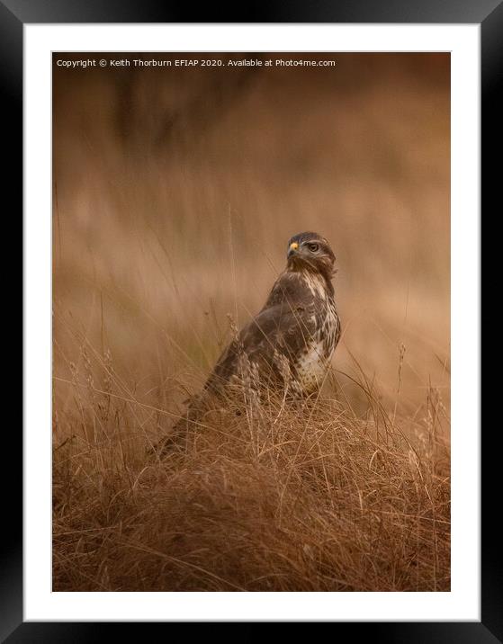 Buzzard in the Grass Framed Mounted Print by Keith Thorburn EFIAP/b
