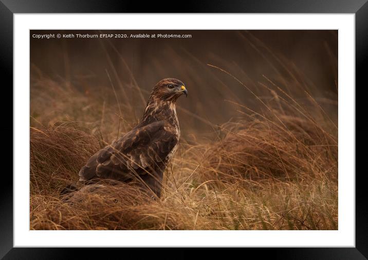 Common Buzzard Framed Mounted Print by Keith Thorburn EFIAP/b