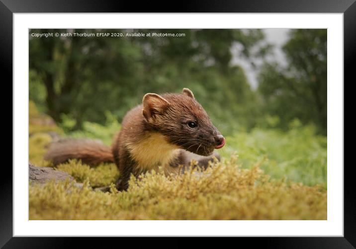 Pine Marten Close Up Framed Mounted Print by Keith Thorburn EFIAP/b