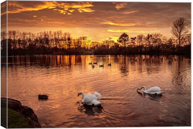 Fiery Skies and Serene Swans Canvas Print by Wendy Williams CPAGB