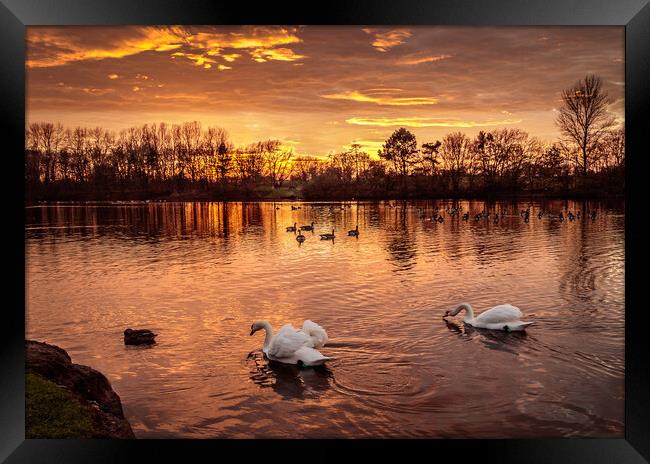 Fiery Skies and Serene Swans Framed Print by Wendy Williams CPAGB