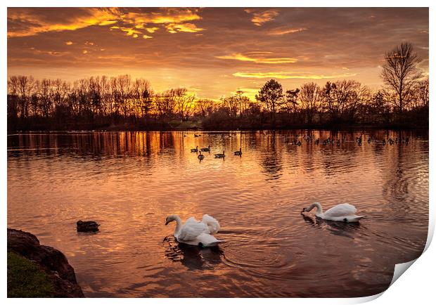 Fiery Skies and Serene Swans Print by Wendy Williams CPAGB