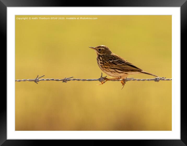Meadow Pipit Framed Mounted Print by Keith Thorburn EFIAP/b