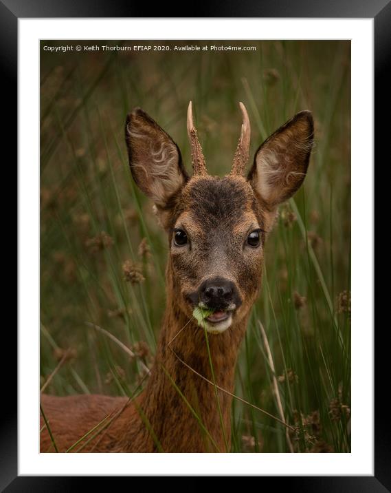 Young Roed Deer Framed Mounted Print by Keith Thorburn EFIAP/b