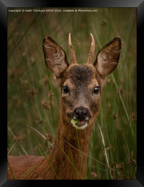Young Roed Deer Framed Print by Keith Thorburn EFIAP/b