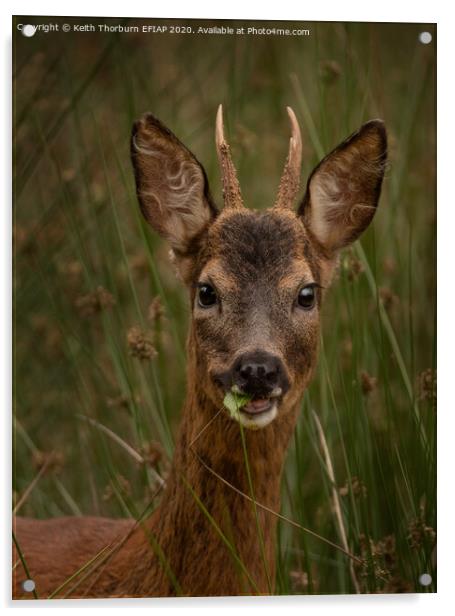 Young Roed Deer Acrylic by Keith Thorburn EFIAP/b