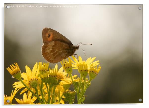 Scotch Argus [Erebia aethiops] Acrylic by Keith Thorburn EFIAP/b