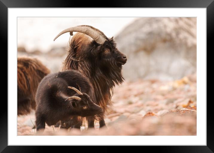 Wild Goat Framed Mounted Print by Keith Thorburn EFIAP/b