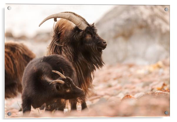 Wild Goat Acrylic by Keith Thorburn EFIAP/b