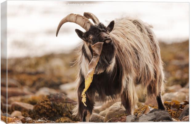 Wild Goat Canvas Print by Keith Thorburn EFIAP/b