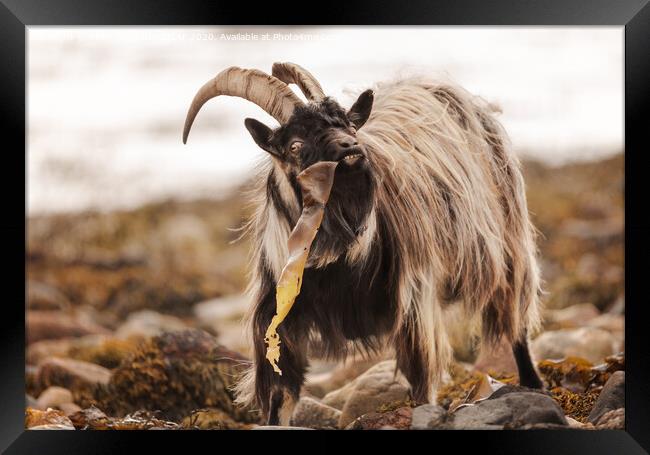 Wild Goat Framed Print by Keith Thorburn EFIAP/b