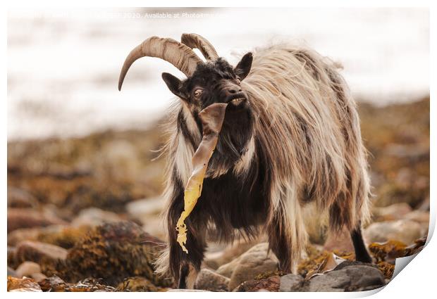 Wild Goat Print by Keith Thorburn EFIAP/b