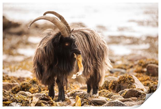 Wild Goat Print by Keith Thorburn EFIAP/b