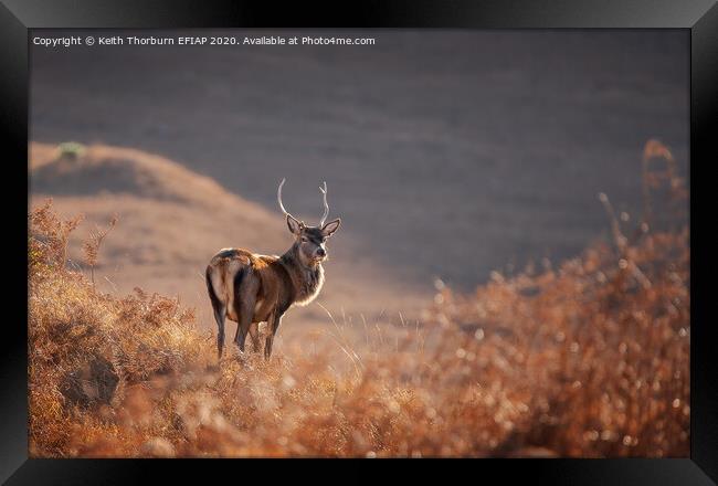 Red Deer Framed Print by Keith Thorburn EFIAP/b