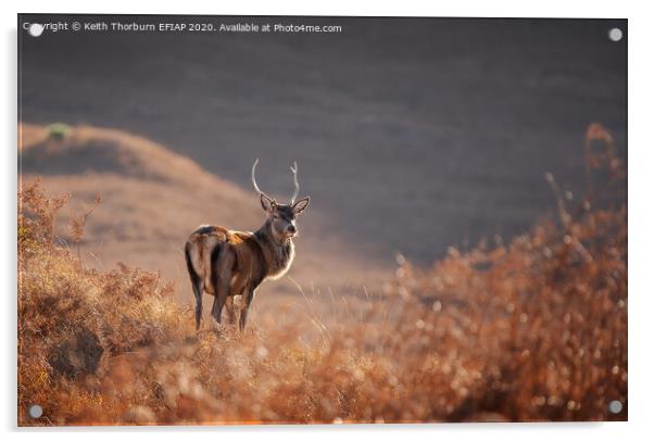 Red Deer Acrylic by Keith Thorburn EFIAP/b