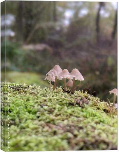 Mushroom Close up Canvas Print by Aimie Burley