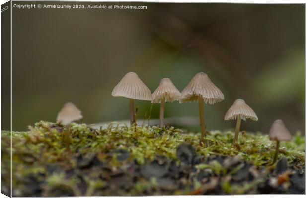Mossy Mushrooms Canvas Print by Aimie Burley