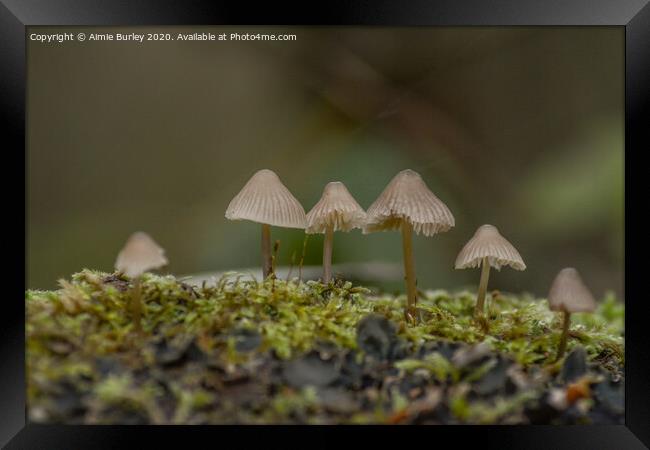 Mossy Mushrooms Framed Print by Aimie Burley