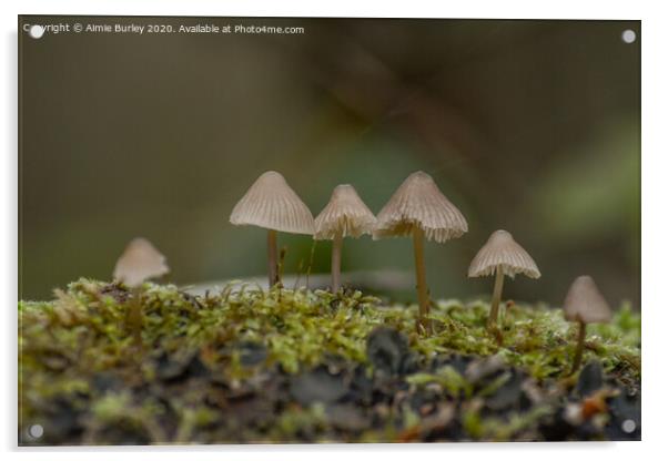 Mossy Mushrooms Acrylic by Aimie Burley