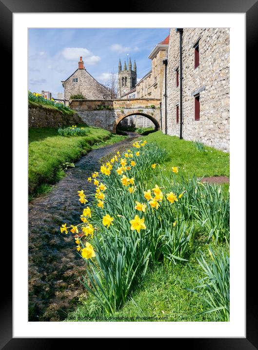 Daffodils at Helmsley Framed Mounted Print by Richard Burdon