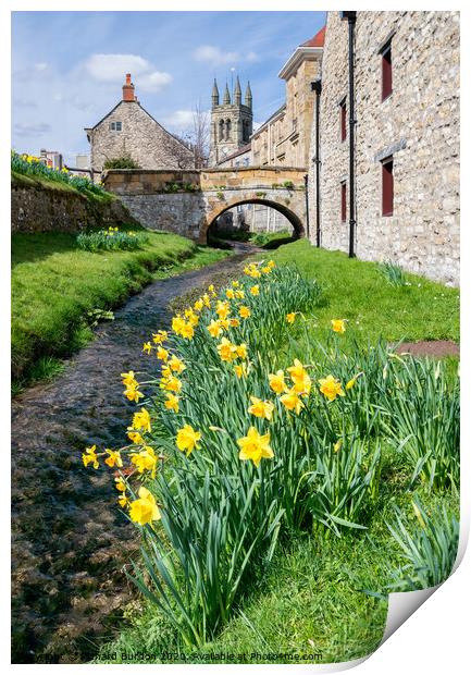 Daffodils at Helmsley Print by Richard Burdon