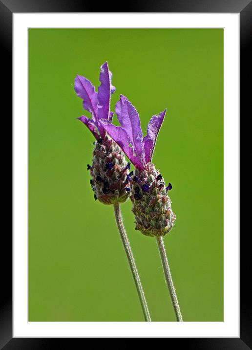 Butterfly Lavender Framed Mounted Print by Donna Collett