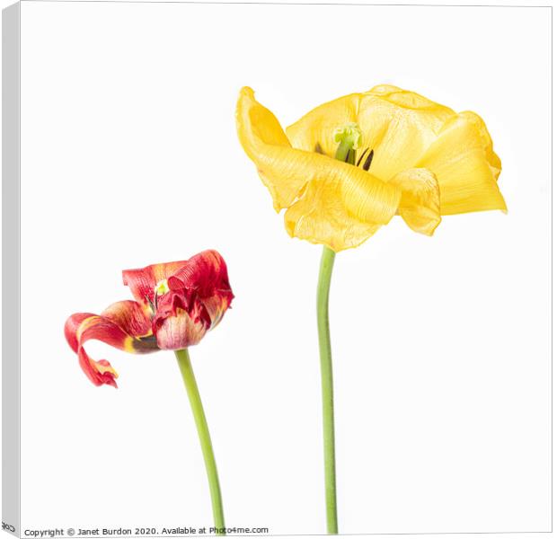 Red and Yellow Tulips Canvas Print by Janet Burdon