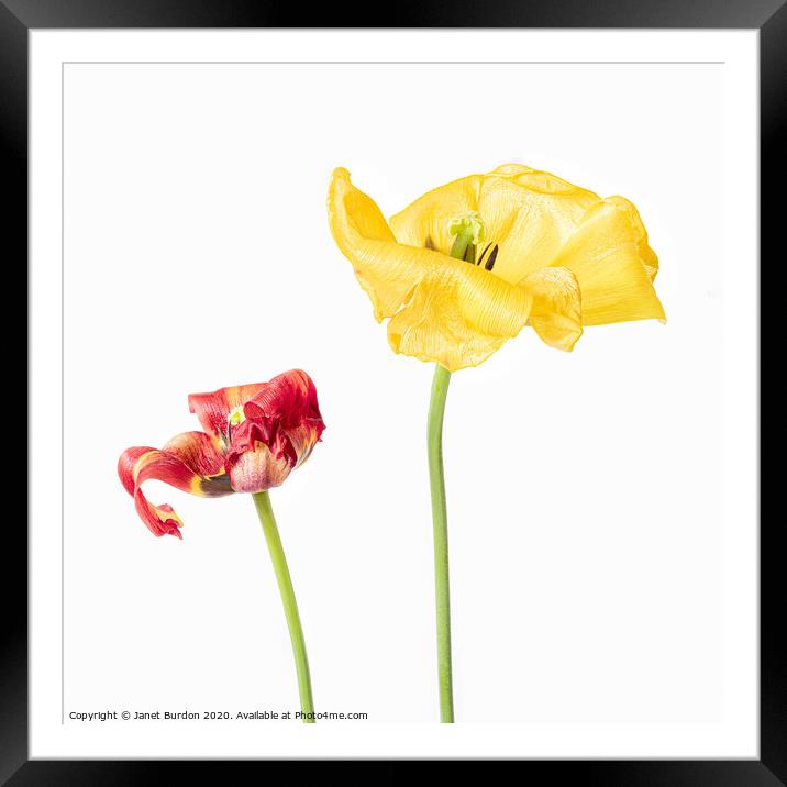 Red and Yellow Tulips Framed Mounted Print by Janet Burdon