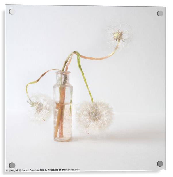 Drooping Dandelions Acrylic by Janet Burdon
