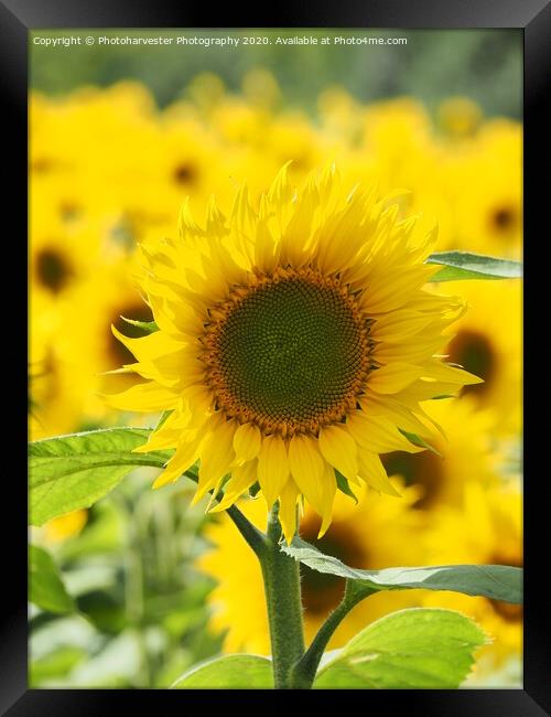 Sunflower; The Leader. Framed Print by Elizabeth Debenham