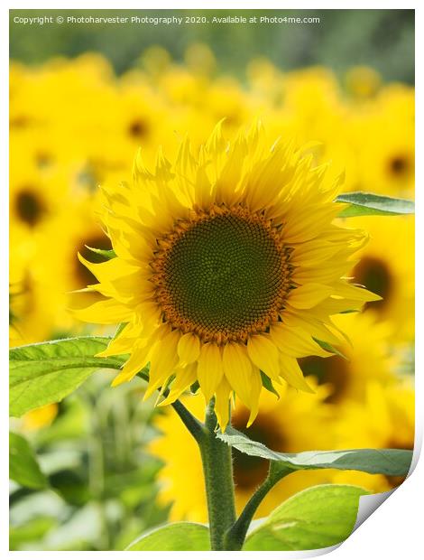 Sunflower; The Leader. Print by Elizabeth Debenham