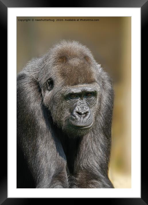 Female Gorilla Framed Mounted Print by rawshutterbug 