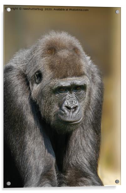 Female Gorilla Acrylic by rawshutterbug 