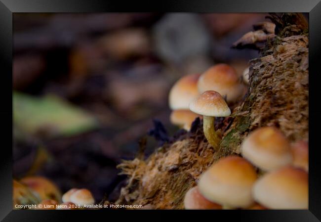 Woodland Autumn Mushroom  Framed Print by Liam Neon