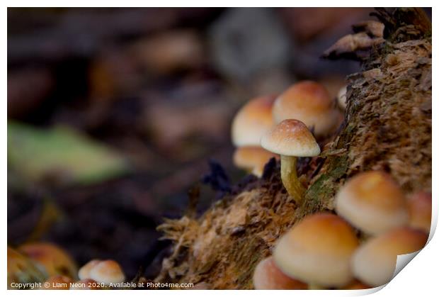 Woodland Autumn Mushroom  Print by Liam Neon