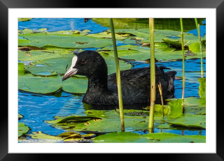 Amongst the Lily Pads Framed Mounted Print by Jane Metters