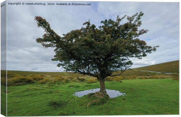 Single Tree At Dartmoor National Park Canvas Print by rawshutterbug 