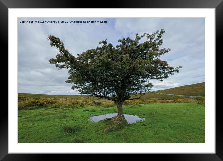 Single Tree At Dartmoor National Park Framed Mounted Print by rawshutterbug 