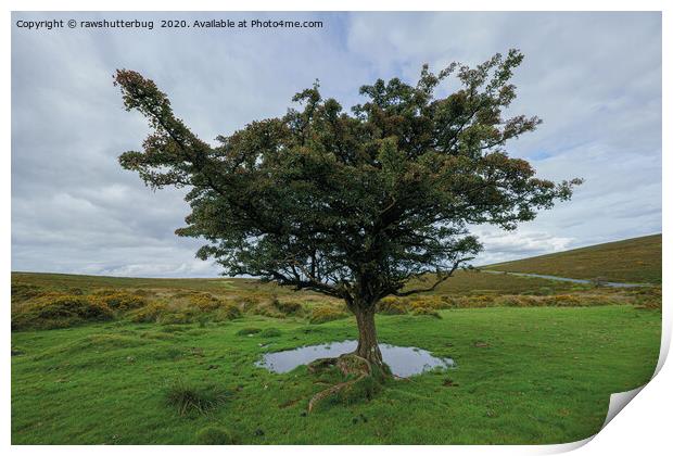 Single Tree At Dartmoor National Park Print by rawshutterbug 